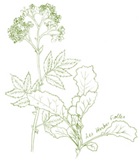 Logo de Pepiniere Les Herbes Folles