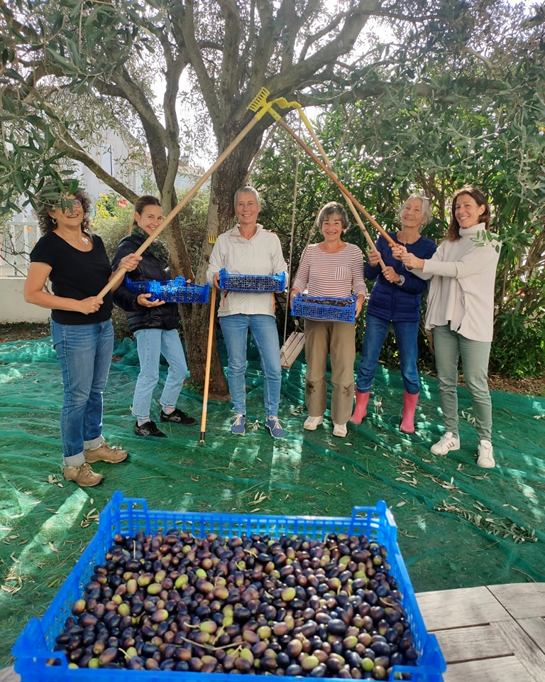 Les cueillettes solidaires font le plein d'olives en novembre !